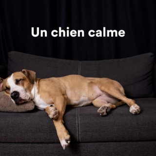 Musique Calmante Pour Chiens