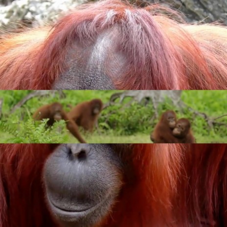 Orangutan