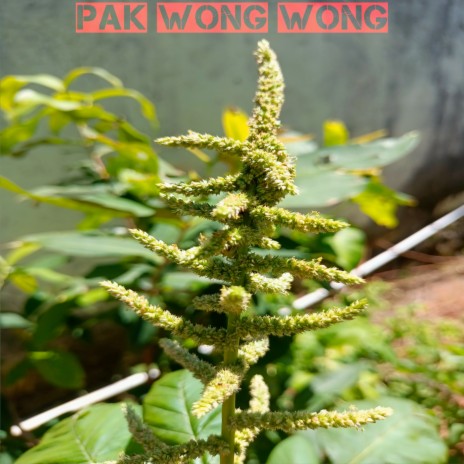 Pak wong wong | Boomplay Music