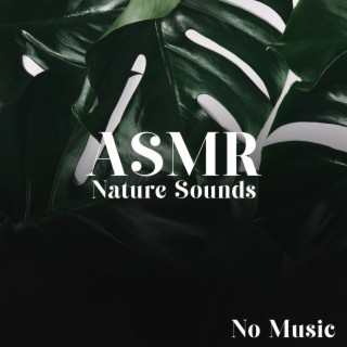 ASMR Nature Sounds (No Music) Deep Sleep and Relaxation & Rain, Ocean Waves, River and Singing Birds