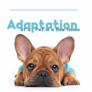Adaptation of a Pet in a New Home – Therapy Music to Relax and Calm Down Your Pets, Pain Relief Therapy (Relaxation for Dogs, Cats and Other Animals)