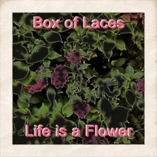 Box Of Laces