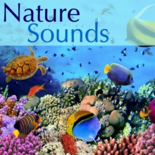 Nature Sound