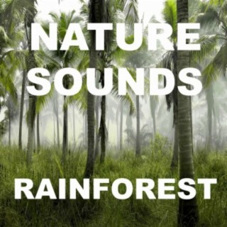 Nature Sounds Rainng Jungle Thunder Lightning Relaxation