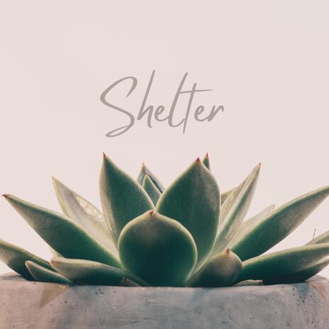 Shelter | Boomplay Music