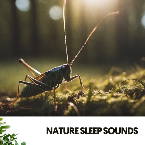 Fireflies' Serenade ft. The Nature Soundscapes & Focus Chamber | Boomplay Music