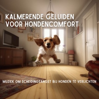 Kalmerende geluiden voor hondencomfort: Muziek om scheidingsangst bij honden te verlichten