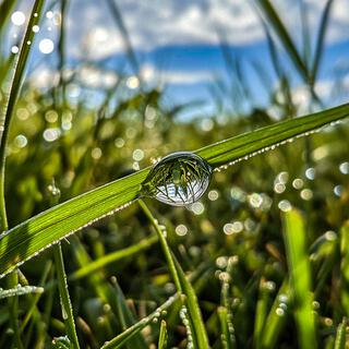 Dewdrop Symphony