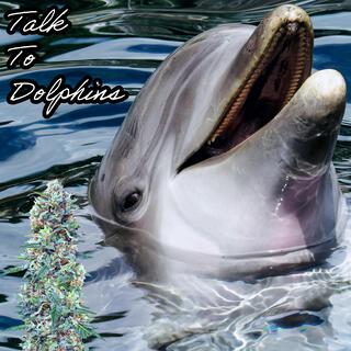 Talk To Dolphins