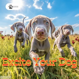 Excite Your Dog