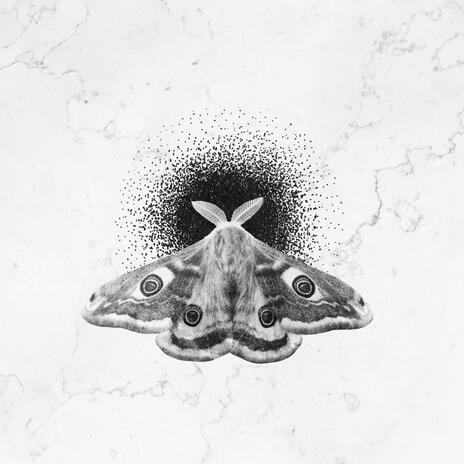 The White Moth | Boomplay Music