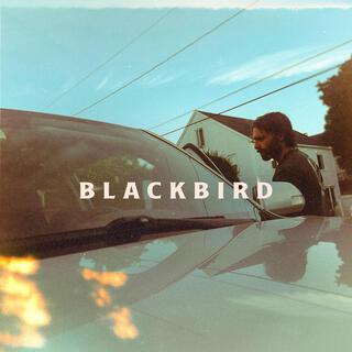 Blackbird