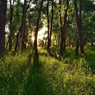 Whispers of the Canopy