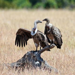 Vulture 2