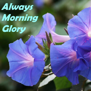 Always Morning Glory lyrics | Boomplay Music