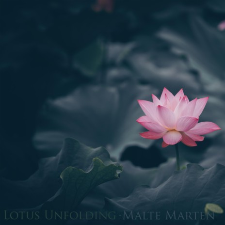 Lotus Unfolding ft. Malte Marten | Boomplay Music