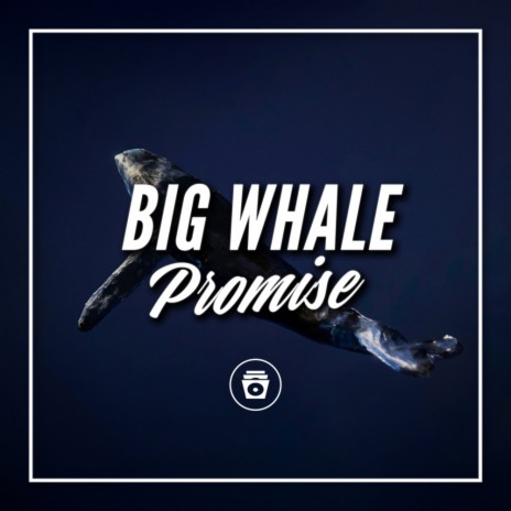 Whale Singing | Boomplay Music