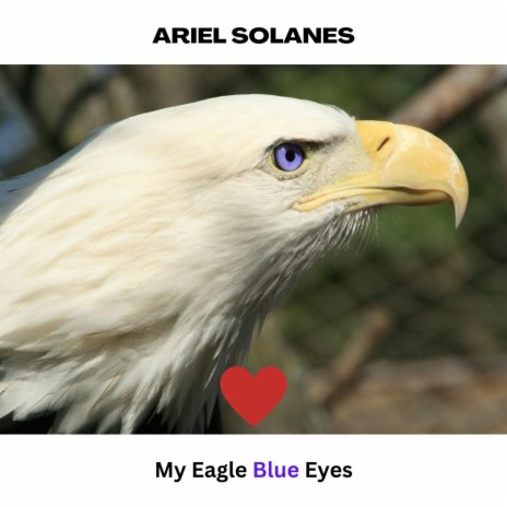My Eagle Blue Eyes
