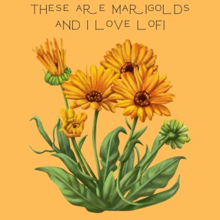 These Are Marigolds and i Love Lofi