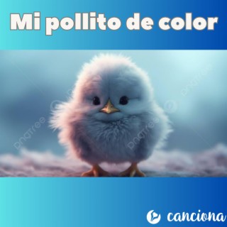 Mi pollito de color