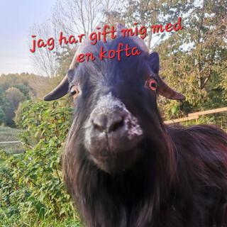 Jag har gift mig med en kofta