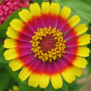 Zinnia