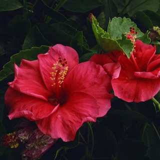 hibiscus