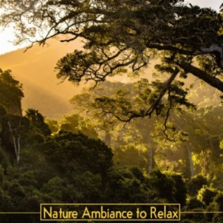 Nature Ambiance to Relax