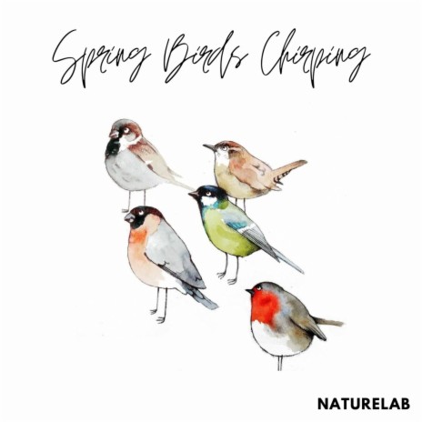 Spring Birds Chirping | Boomplay Music