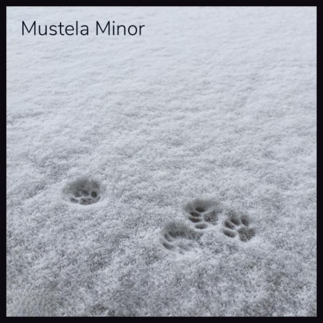 Mustela Minor