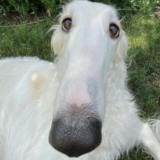 Borzoi