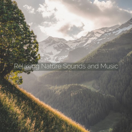 Wildlife Night Sounds ft. Calming Music Sanctuary & Calming Sounds