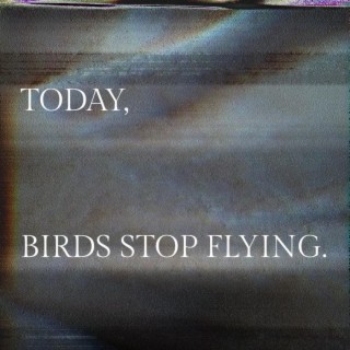 Today, Birds Stop Flying.