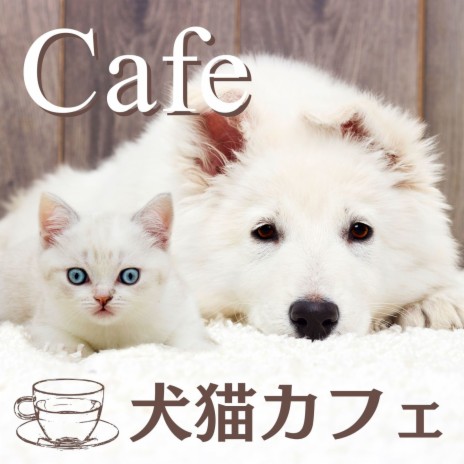 猫カフェ音楽 ねこカフェ Mp3 Download 猫カフェ音楽 ねこカフェ Lyrics Boomplay Music