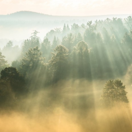 Morning Breeze (Relaxing Music & Forest Sounds) | Boomplay Music