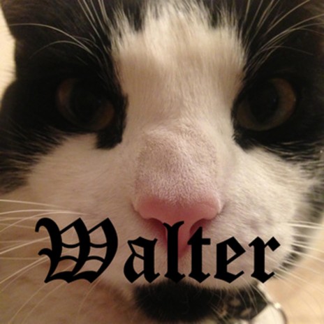 Walter | Boomplay Music