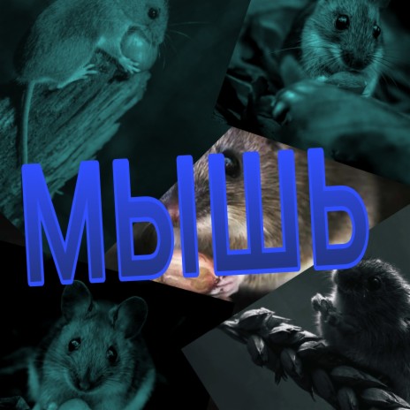 Мышь