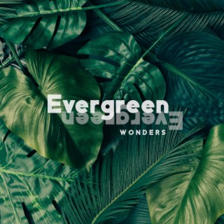 Evergreen Wonders: Mind relaxation Music With The Sounds of Forest, Birds and Water