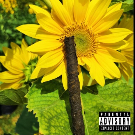 Sunflower ft. 13 Shots | Boomplay Music