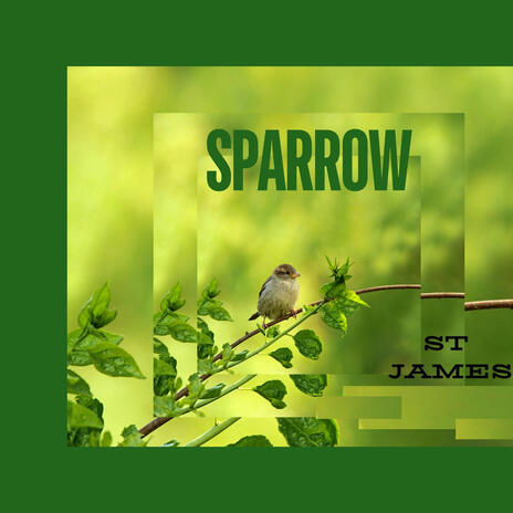 Sparrow