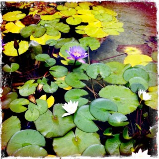 Self Realization Center