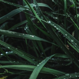 Soothing Rainfall Smooth Sound