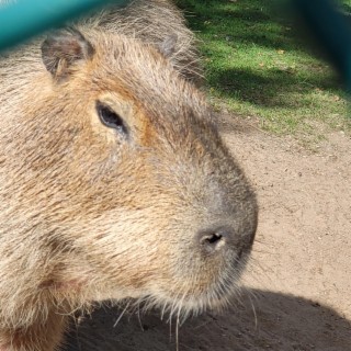 i saw a capybara yesterday