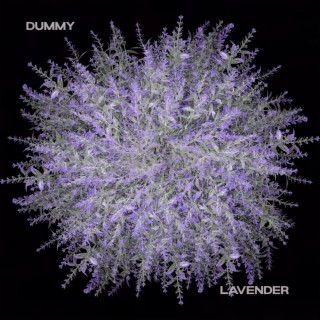 Dummy / Lavender