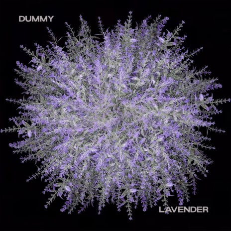 Lavender | Boomplay Music