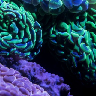 Coral