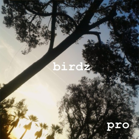 Birdz | Boomplay Music