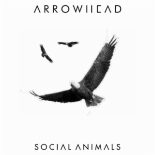 Social Animals