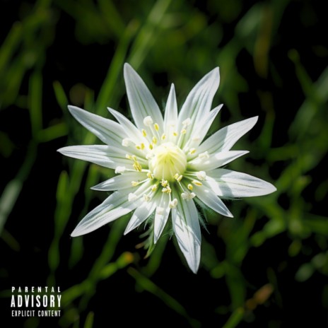 Edelweiss | Boomplay Music