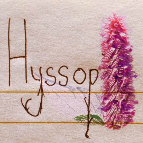 Hyssop